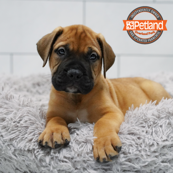 [#262048-03] Apricot M Bullmastiff Puppies for Sale