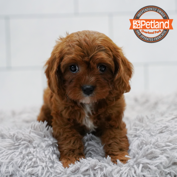 [#2636-04] Red F Poodle/Cavalier King Puppies for Sale