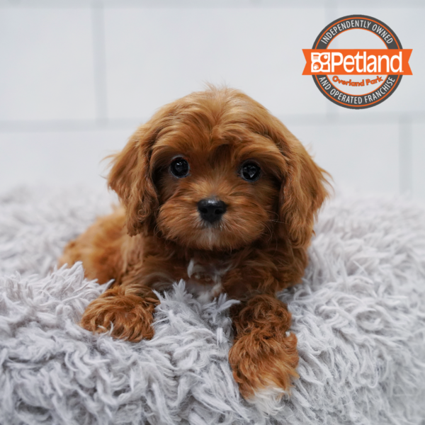 [#2636-03] Red M Poodle/Cavalier King Puppies for Sale
