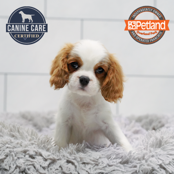 [#261949-04] Blenheim F Cavalier King Charles Puppies for Sale