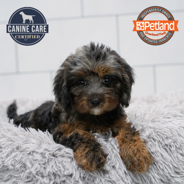 [#261900-02] Black Merle F Cavapoo Puppies for Sale