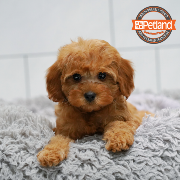 [#261858-03] Red F Cavapoo Puppies for Sale