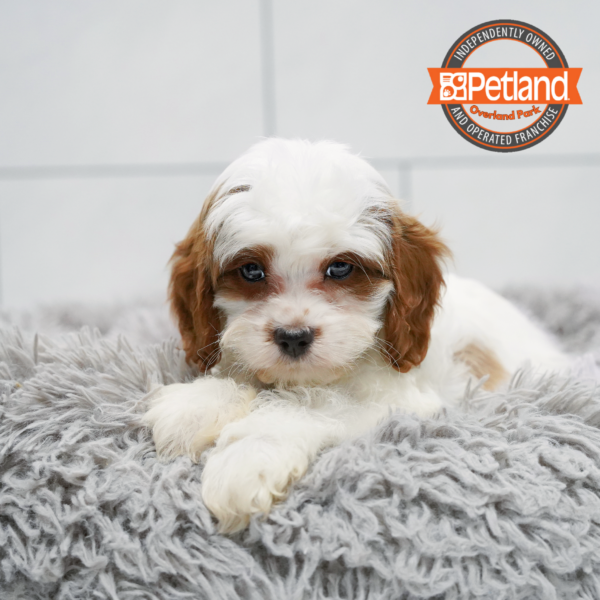 [#261862-01] Blenheim M Cavapoo Puppies for Sale