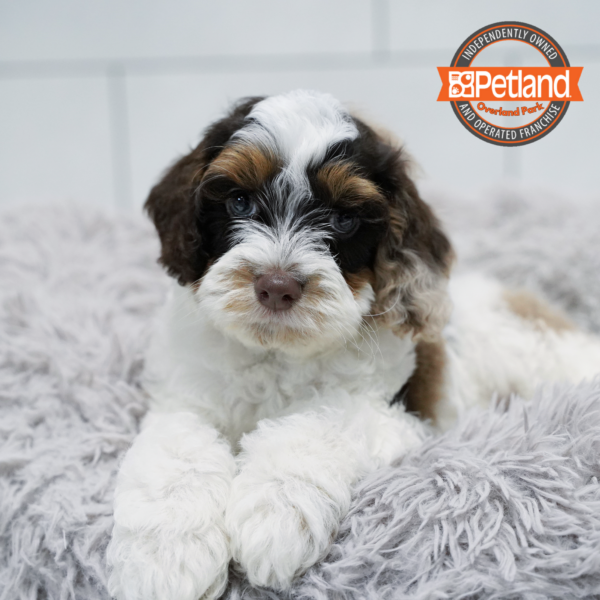 [#2635-01] Merle M Poodle Mini/Cocker Spaniel Puppies for Sale