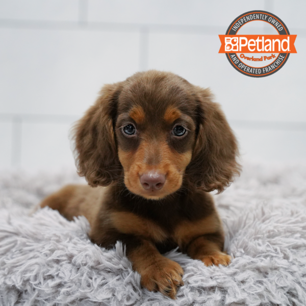 [#261801-05] Chocolate / Tan F Dachshund Puppies for Sale