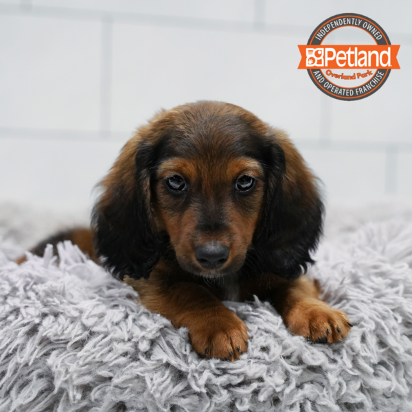 [#2640-01] Sable M Dachshund Puppies for Sale