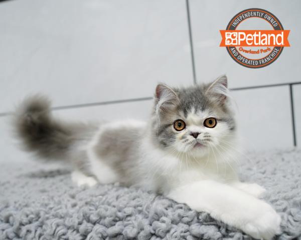 [#261354-02] Gray & White M Exotic Kittens for Sale
