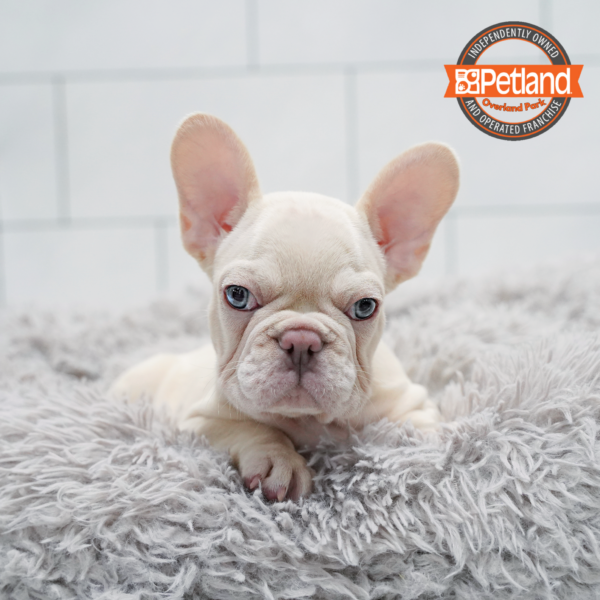 [#261746-01] Cream M French Bulldog Puppies for Sale