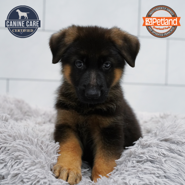 [#261732-01] Black / Tan M German Shepherd Dog Puppies for Sale