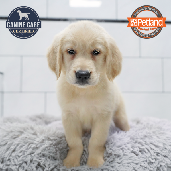 [#261912-04] Light Golden F Golden Retriever Puppies for Sale