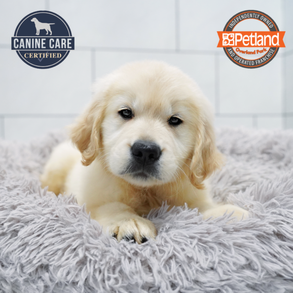 [#261833-05] Light Golden M Golden Retriever Puppies for Sale