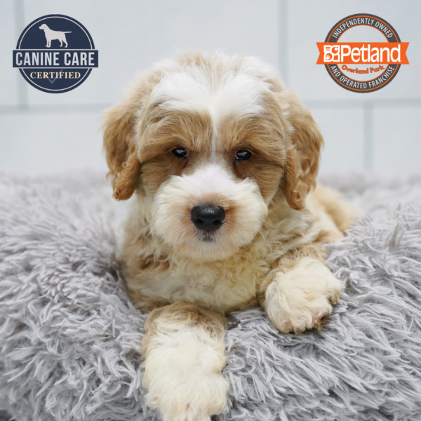 [#261738-04] Apricot / White M Goldendoodle Mini 2nd Gen Puppies for Sale