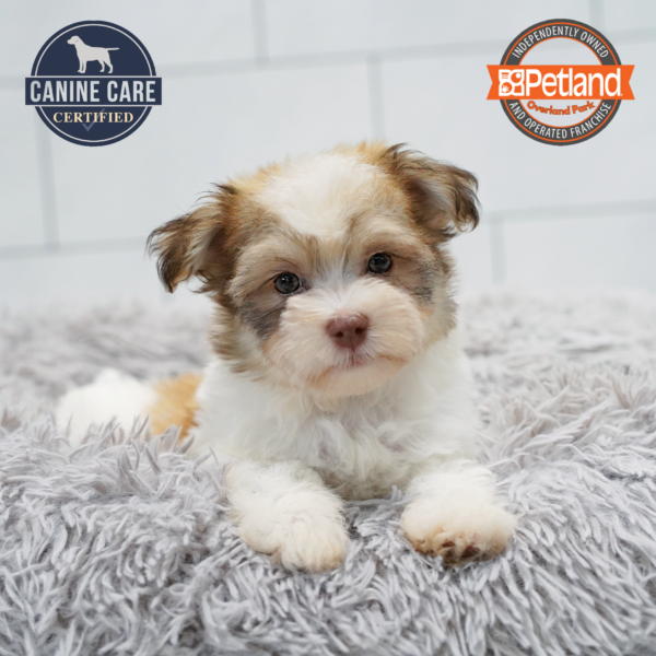 [#261790-03] Chocolate / White M Havanese Puppies for Sale
