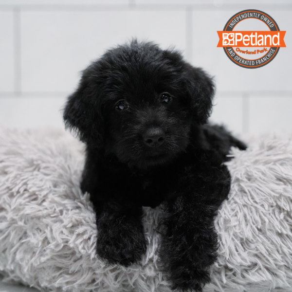 [#261757-03] Black M Labradoodle Mini Puppies for Sale