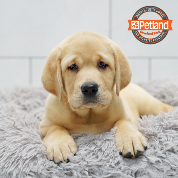 [#262098-03] Yellow F Labrador Retriever Puppies for Sale