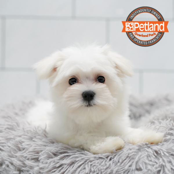 [#262058-03] White F Maltese Puppies for Sale