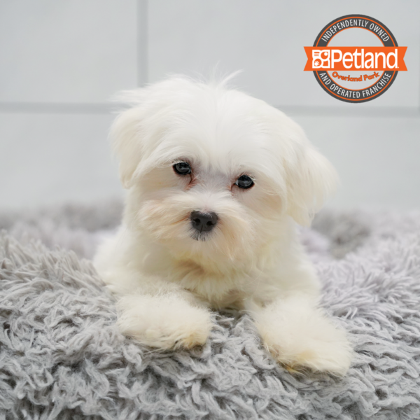 [#261860-03] White M Maltese Puppies for Sale