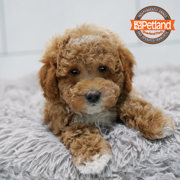 [#261895-02] Apricot M Mini Goldendoodle 2nd Gen Puppies for Sale