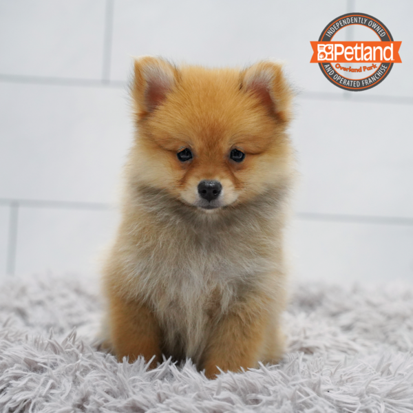 [#261806-03] Orange Sable F Pomeranian Puppies for Sale