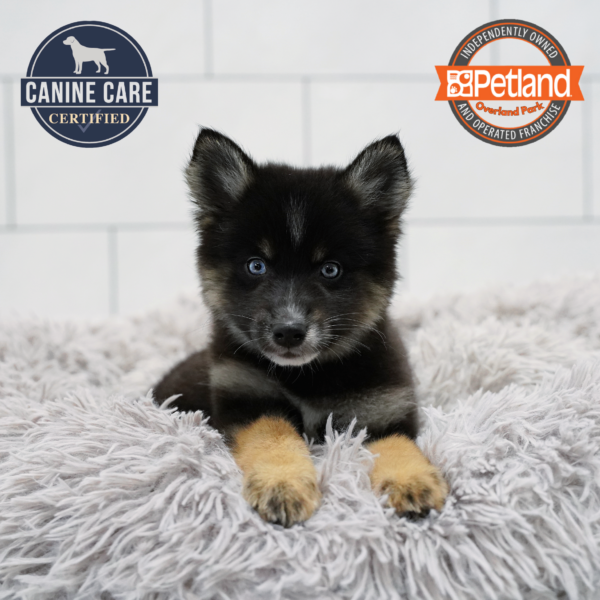 [#261682-08] Black F Pomsky 2nd Gen Puppies for Sale