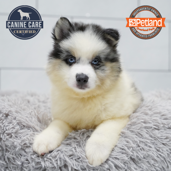 [#261901-03] Blue Merle / White M Pomsky 2nd Gen Puppies for Sale