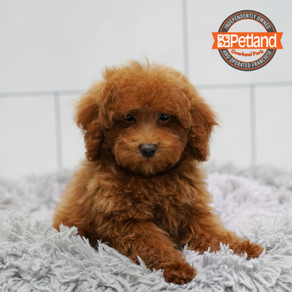 [#261688-02] Red M Poodle Puppies for Sale