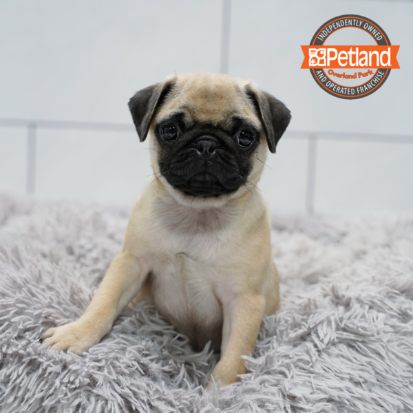 [#261788-05] Fawn F Pug Puppies for Sale