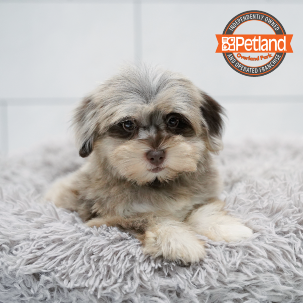 [#261865-03] Chocolate Merle F Schnoodle Puppies for Sale