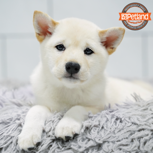 [#261941-04] Cream F Shiba Inu Puppies for Sale