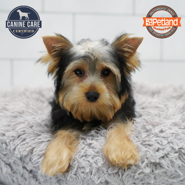 [#261347-02] Black / Tan M Yorkshire Terrier Puppies for Sale