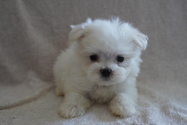 [#261860-03] White M Maltese Puppies for Sale