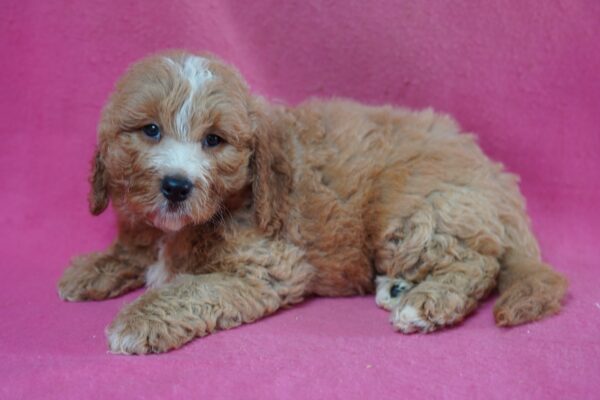 [#261739-04] Apricot F Mini Goldendoodle Puppies for Sale