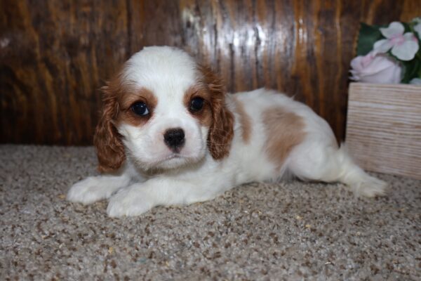 [#261949-04] Blenheim F Cavalier King Charles Puppies for Sale