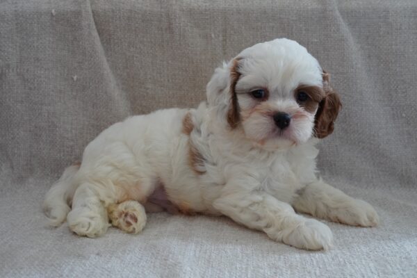 [#261862-01] Blenheim M Cavapoo Puppies for Sale