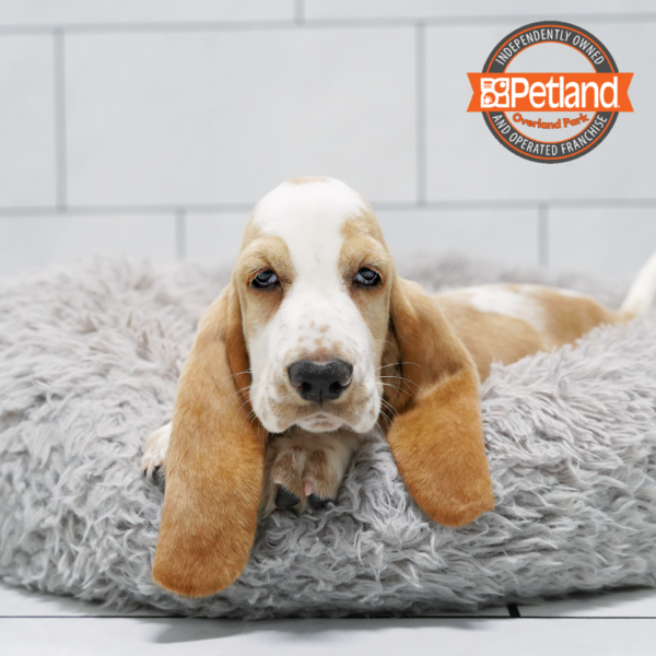 [#262104-02] Tan & White M Basset Hound Puppies for Sale