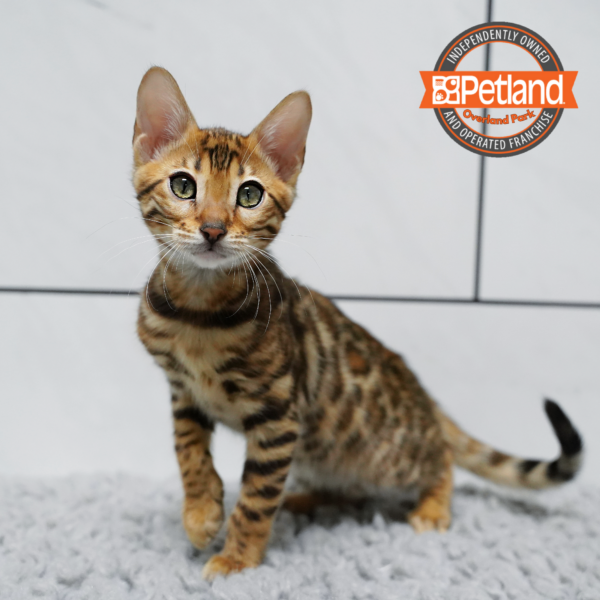 [#2628-02] Brown F Bengal Kittens for Sale