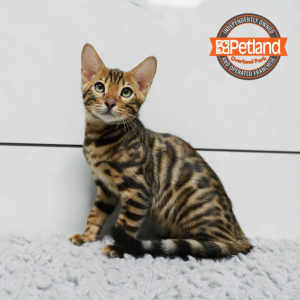 [#2628-01] Brown M Bengal Kittens for Sale