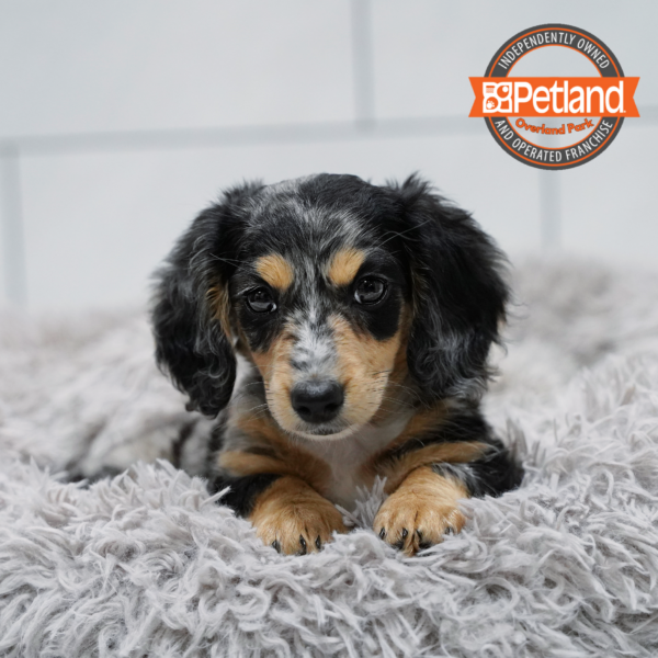 [#2640-03] Blue Merle / White F Dachshund Puppies for Sale