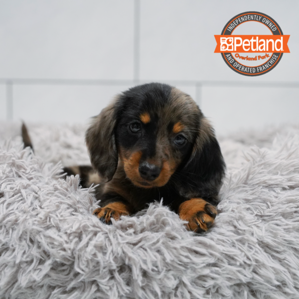 [#2645-03] Blue Merle F Dachshund Puppies for Sale
