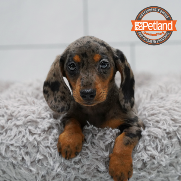 [#2645-01] Chocolate Blue M Dachshund Puppies for Sale
