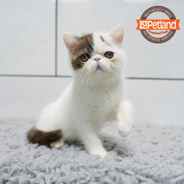 [#2623-03] Chocolate / White F Exotic Short Hair Kittens for Sale