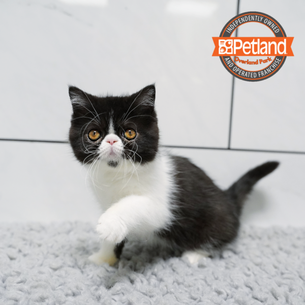[#2627-02] Black / White F Exotic Short Hair Kittens for Sale