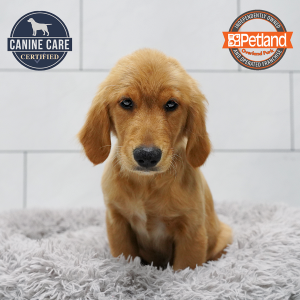 [#261979-02] Red F Golden Retriever Puppies for Sale