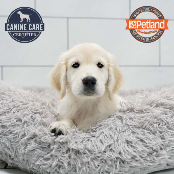 [#262257-03] Light Golden M Golden Retriever Puppies for Sale