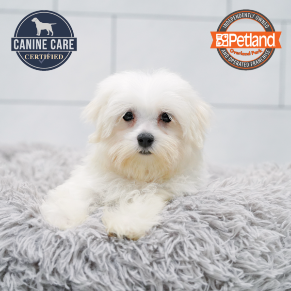 [#261964-01] White M Maltese Puppies for Sale