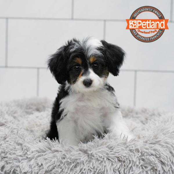 [#262115-01] Black Tricolor M Mini Aussiedoodle Puppies for Sale
