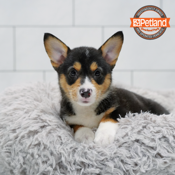 [#262270-02] Black & Tan F Pembroke Welsh Corgi Puppies for Sale