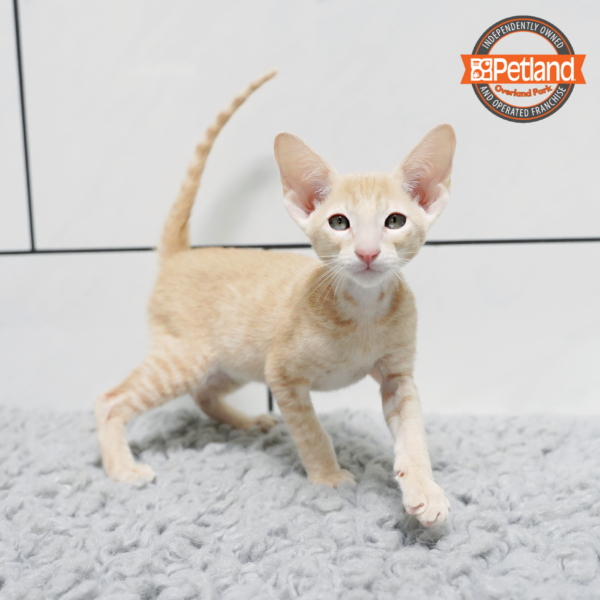 [#2629-01] M Peterbald Kittens for Sale