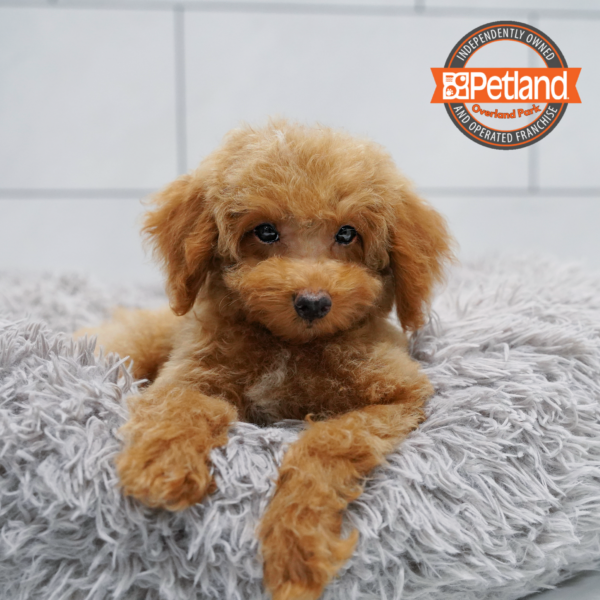 [#261870-03] Apricot M Poodle Puppies for Sale