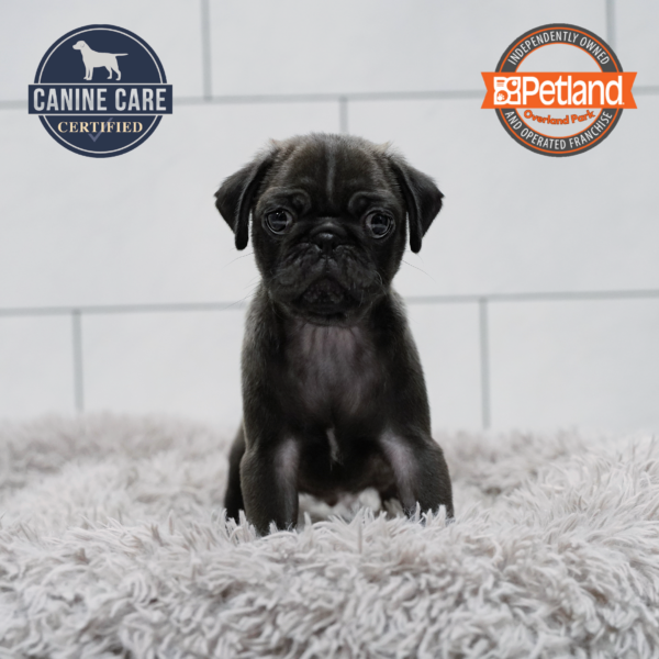[#262039-01] Black M Pug Puppies for Sale